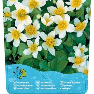 Caltha palustris alba