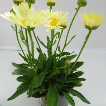 Leucanthemum BROADWAY LIGHTS