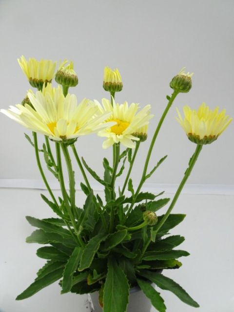 Leucanthemum BROADWAY LIGHTS