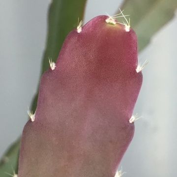 Epiphyllum anguliger RED TIP