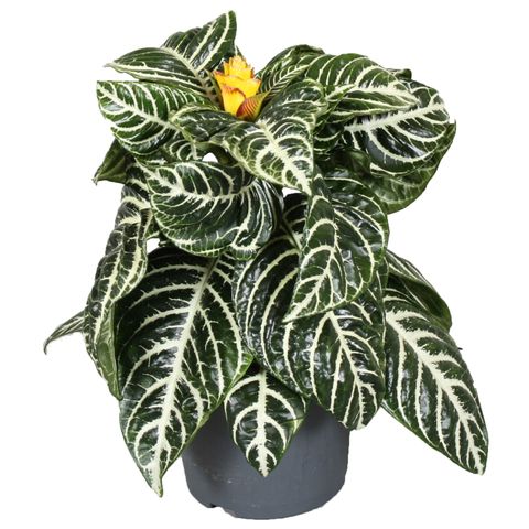 Aphelandra squarrosa 'Dania'