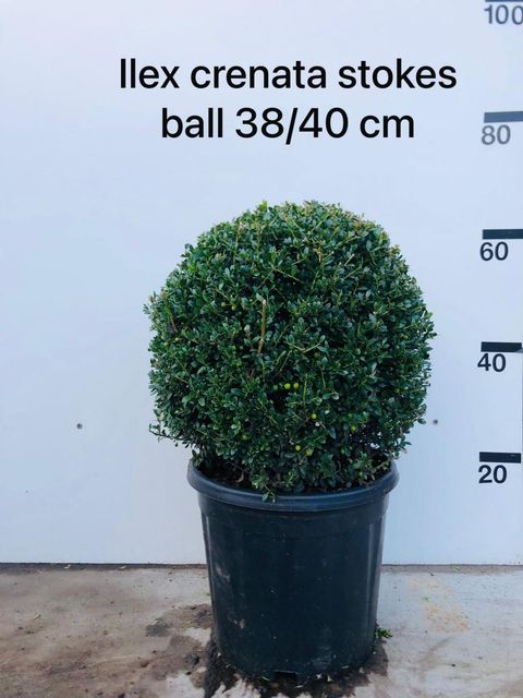 Ilex crenata 'Stokes'