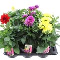 Dahlia BEACH MIX
