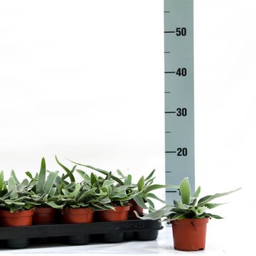 Platycerium veitchii