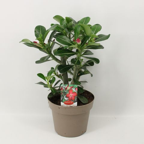 Adenium obesum 'Anouk' (Amstelzicht)