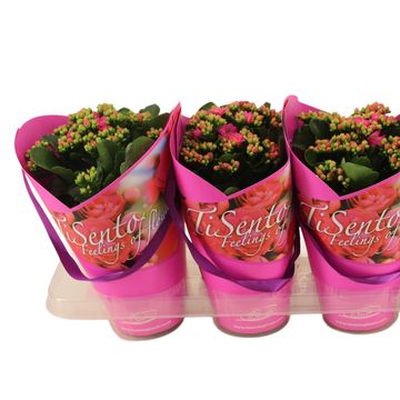 Kalanchoe blossfeldiana CALANDIVA MIX