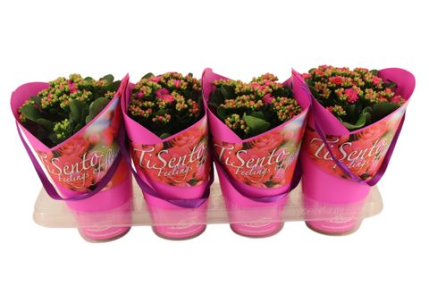 Kalanchoe blossfeldiana CALANDIVA MIX