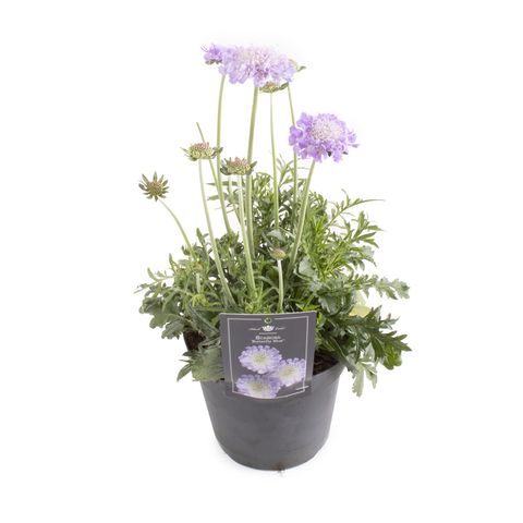 Scabiosa columbaria 'Butterfly Blue'