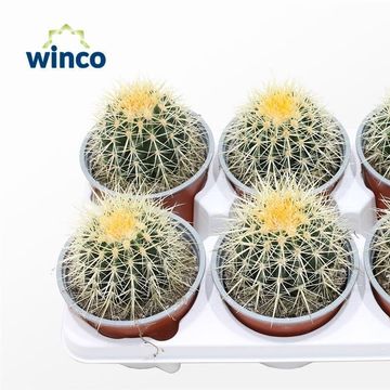 Echinocactus grusonii