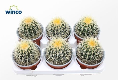 Echinocactus grusonii