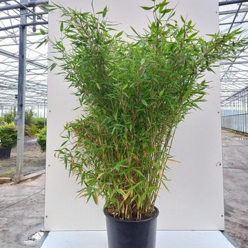 Fargesia murielae 'Jumbo'