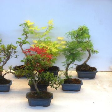 Bonsai MIX