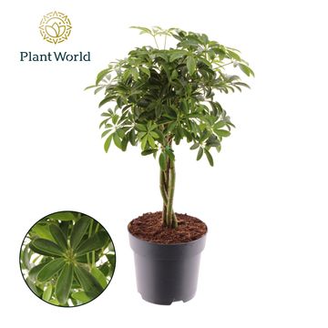 Schefflera arboricola 'Luseana'