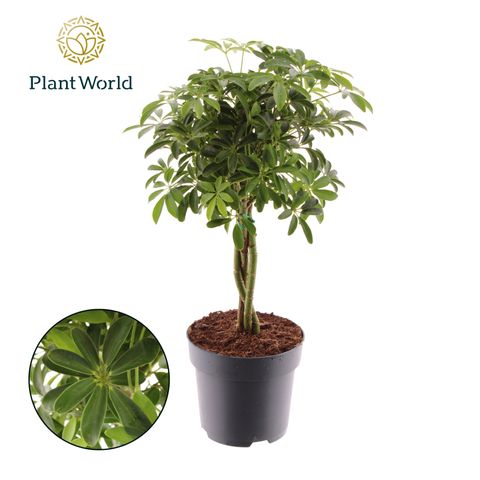 Schefflera arboricola 'Luseana'