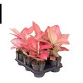Aglaonema 'Raspberry Love'