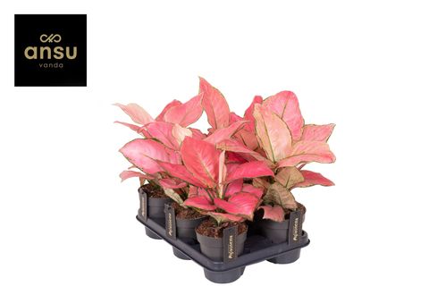 Aglaonema 'Raspberry Love'