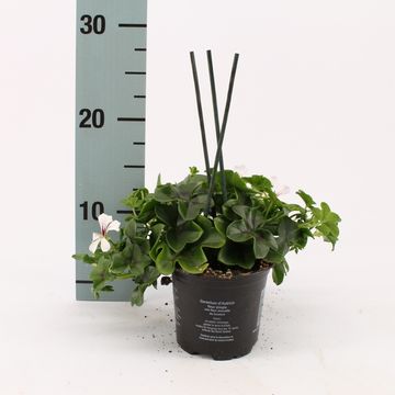 Pelargonium GLACIER WHITE