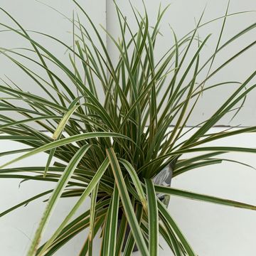 Carex morrowii EVERCOLOR EVERGLOW