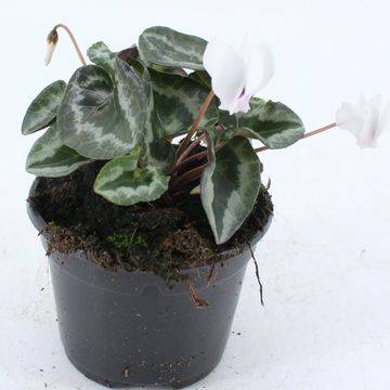 Cyclamen hederifolium 'Silverme White'