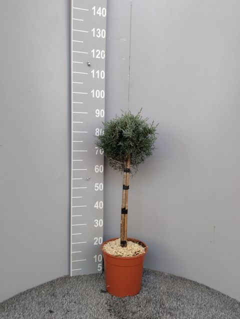 Cupressus arizonica 'Fastigiata'