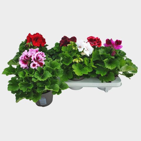 Pelargonium GRANDIFLORUM MIX