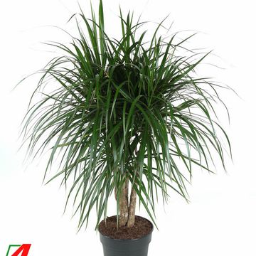 Dracaena marginata