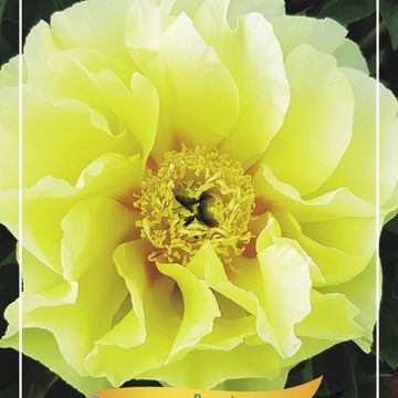 Paeonia 'Bartzella'