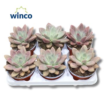 x Graptoveria 'Rosie Crow'