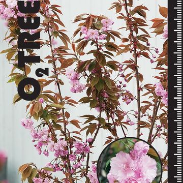 Prunus serrulata 'Kanzan'