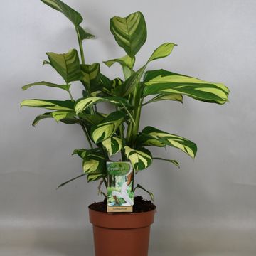 Ctenanthe lubbersiana 'Golden Mosaic'