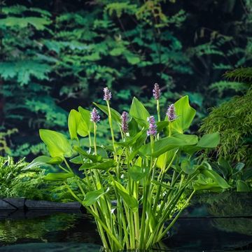 Pontederia cordata 'Pink Pons'