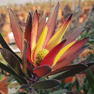 Leucadendron 'Safari Night'