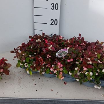 Гаултерия procumbens COLOR SURPRISE