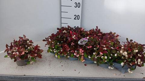 Gaultheria procumbens COLOR SURPRISE