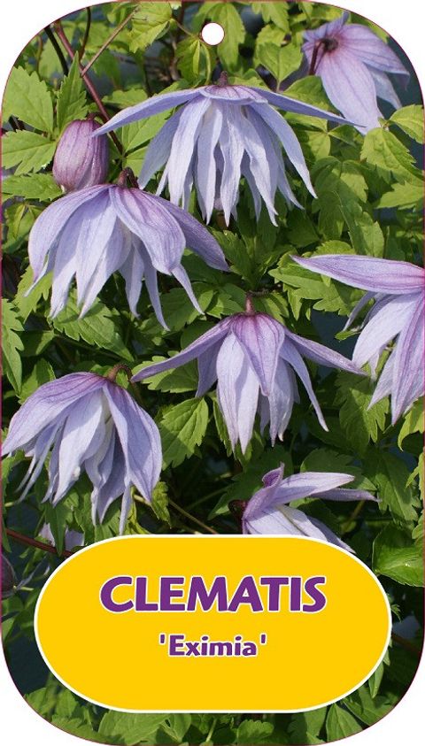 Clematis 'Eximia' (A)