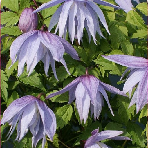 Clematis 'Eximia' (A)