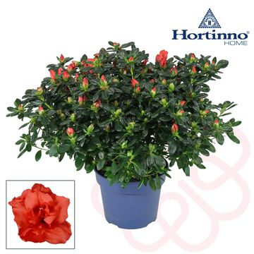 Rhododendron HORTINNO CHRISTINE SIENA