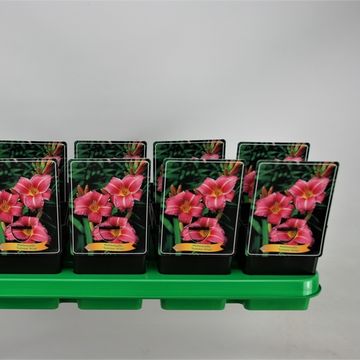 Hemerocallis 'Summer Wine'