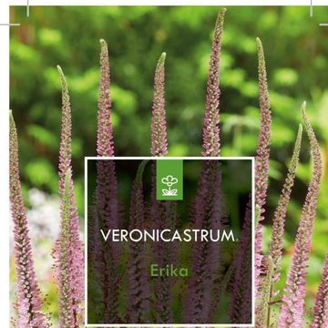 Veronicastrum virginicum 'Erika'