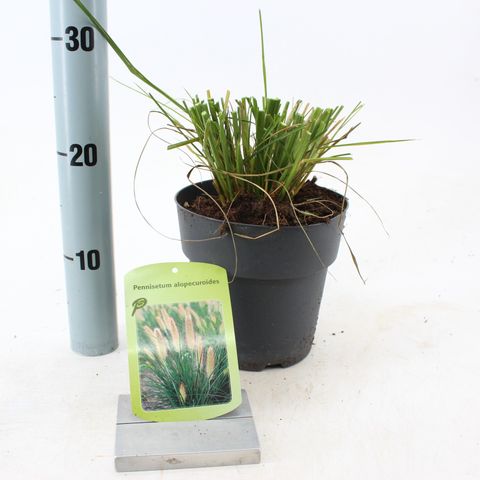 Pennisetum alopecuroides