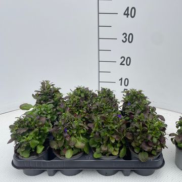 Lobelia erinus 'Riviera Midnight Blue'