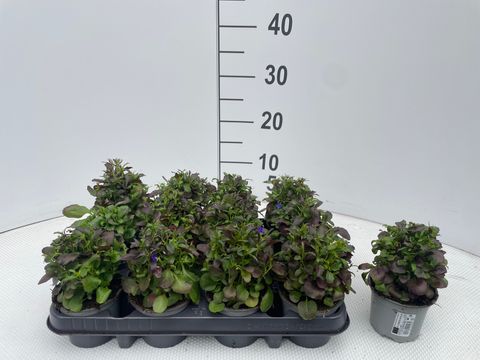 Lobelia erinus 'Riviera Midnight Blue'