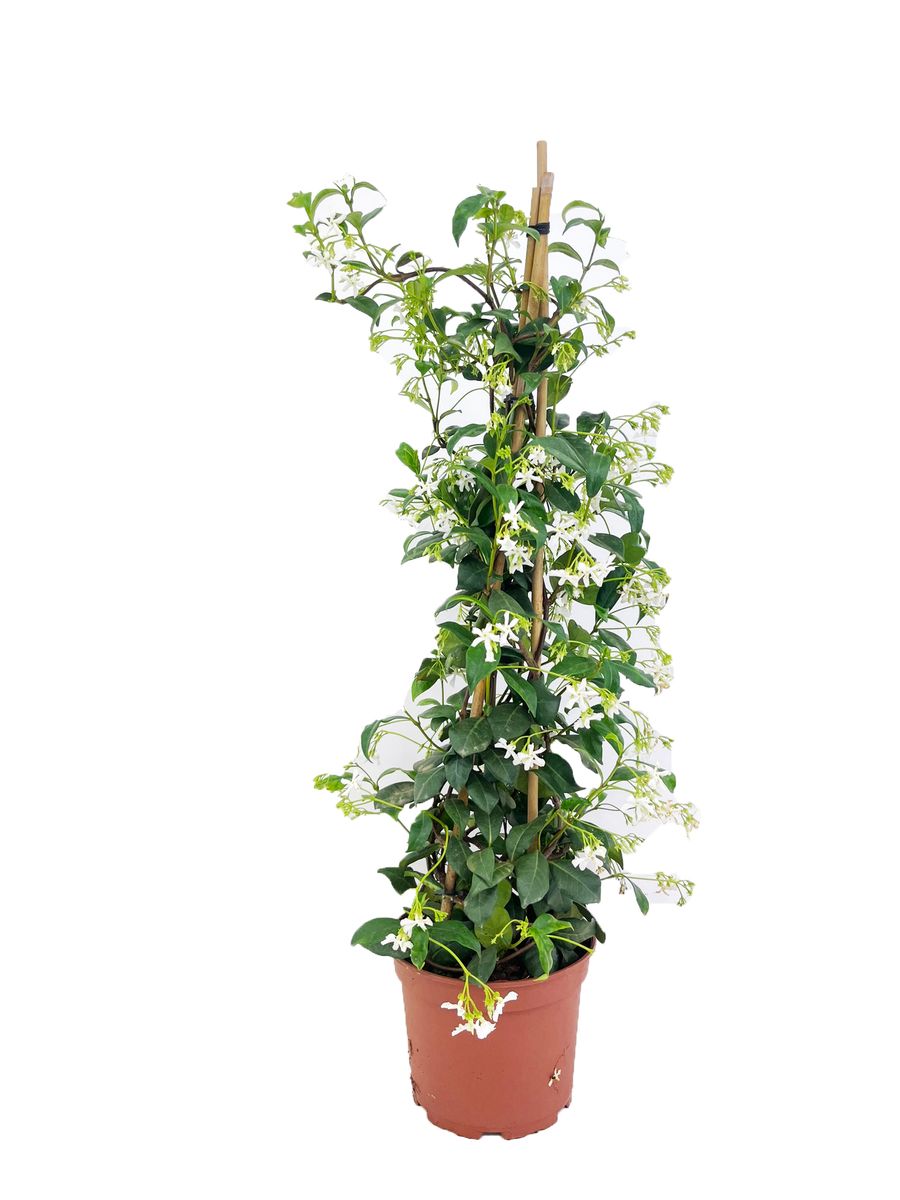 Trachelospermum jasminoides — Plant Wholesale FlorAccess