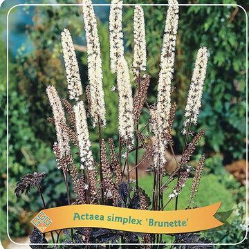 Actaea simplex 'Brunette'