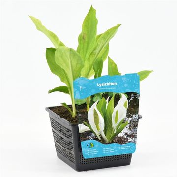 Lysichiton camtschatcensis