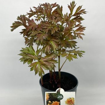 Paeonia 'Canary Brilliant'