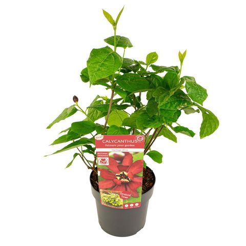 Calycanthus x raulstonii 'Hartlage Wine'