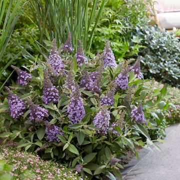 Buddleja davidii BUTTERFLY CANDY LILA SWEETHEART