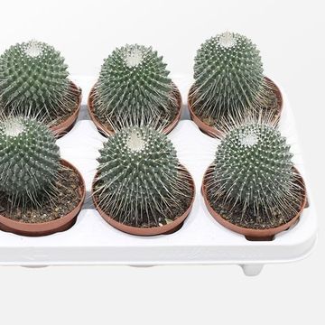 Mammillaria spinosissima 'Un Pico'
