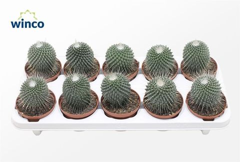 Mammillaria spinosissima 'Un Pico'